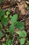 Beaked agrimony